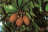 Manilkara zapota*