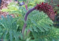 Melianthus major