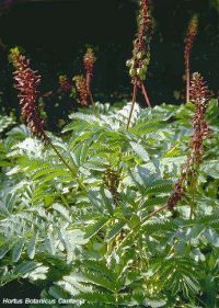 Melianthus major