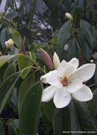 Michelia maudiae*