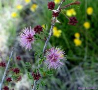 Mimosa borealis