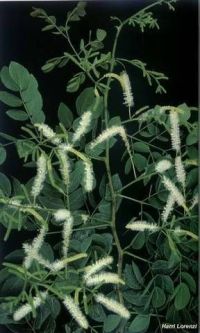 Mimosa caesalpiniifolia