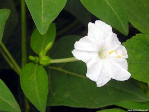 Mirabilis jalapa \'White\'
