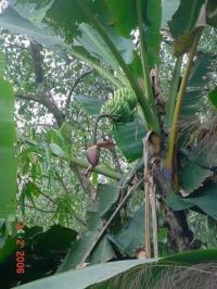 Musa sikkimensis x paradisiaca