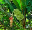 Musa textilis (Borneo)