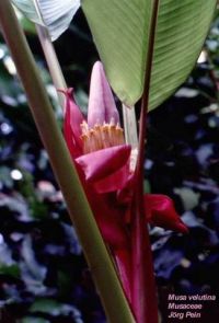 Musa velutina