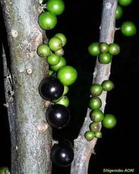 Myrciaria cauliflora*