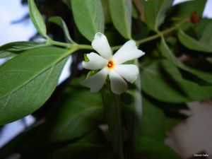 Nyctanthes arbor-tristis