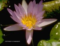 Nymphaea capensis 'pink'