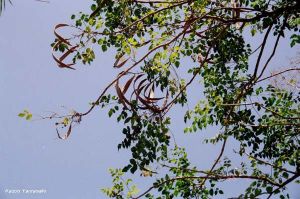 Oroxylum indicum