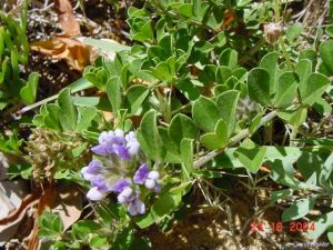 Otholobium bracteolatum