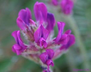 Oxytropis megalantha