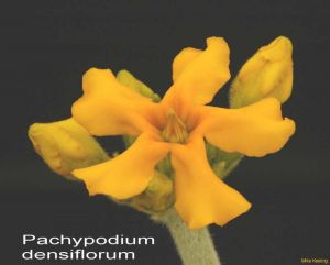 Pachypodium densiflorum