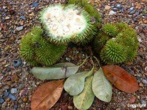 Paratocarpus venenosus*