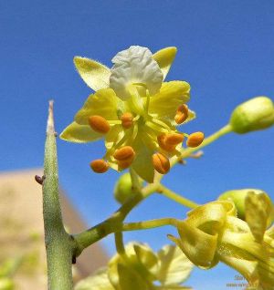 Cercidium microphyllum