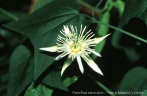 Passiflora capsularis
