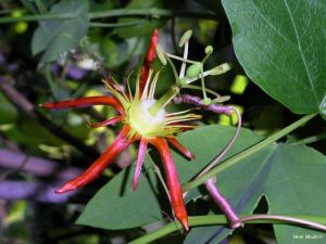 Passiflora cinnabarina