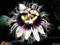 Passiflora edulis 'Black Beauty'
