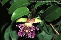 Passiflora laurifolia*