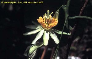 Passiflora macrophylla*