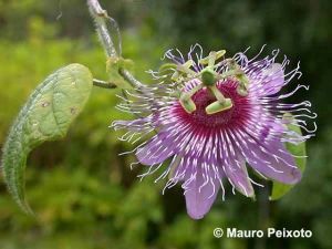 Passiflora menispermifolia*