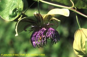 Passiflora platyloba