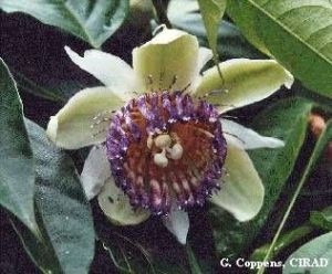 Passiflora popenovii