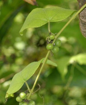 Passiflora sexflora*