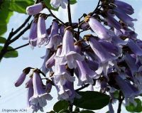 Paulownia tomentosa