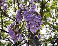 Paulownia tomentosa