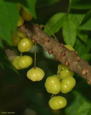 Phyllanthus acidus*