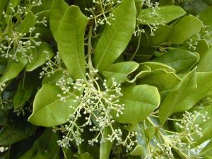 Pimenta dioica*