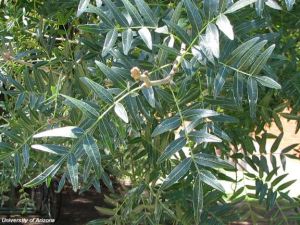 Pistacia atlantica