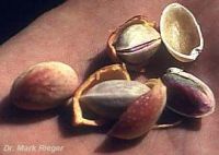 Pistachio Vera Seeds – 15 Seeds, Pistacia Vera, Homegrown From Spain