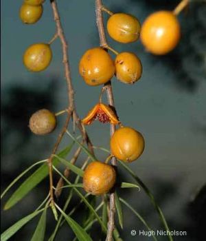 Pittosporum angustifolium