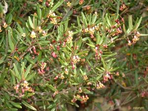 Pittosporum bicolor*