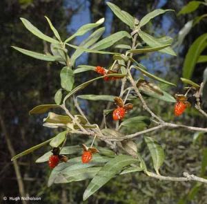 Pittosporum bicolor*