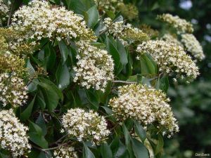 Pittosporum rhombifolium