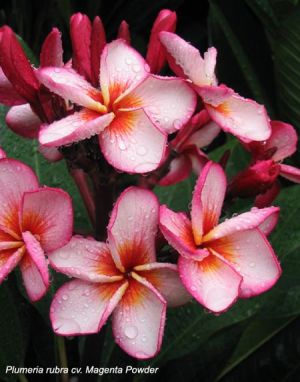 Plumeria \'S 2\'