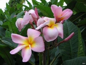 Plumeria \'Maui Beauty\'