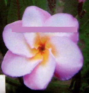 Plumeria 'Pink Lotus'