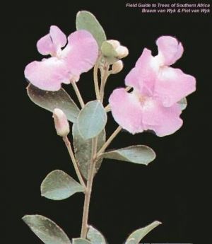 Podalyria calyptrata