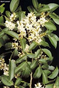 Poecilanthe parviflora