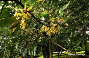 Polyalthia lateriflora*
