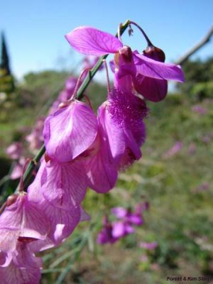 Polygala virgata