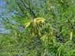 Prosopis velutina