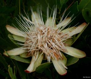 Protea angolensis var. angolensis