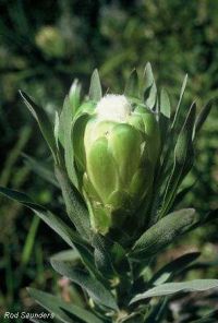 Protea coronata
