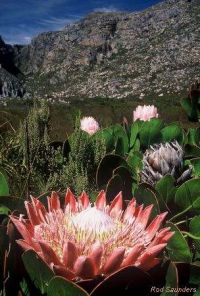 Protea cynaroides (Frühjahr)