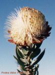Protea glabra